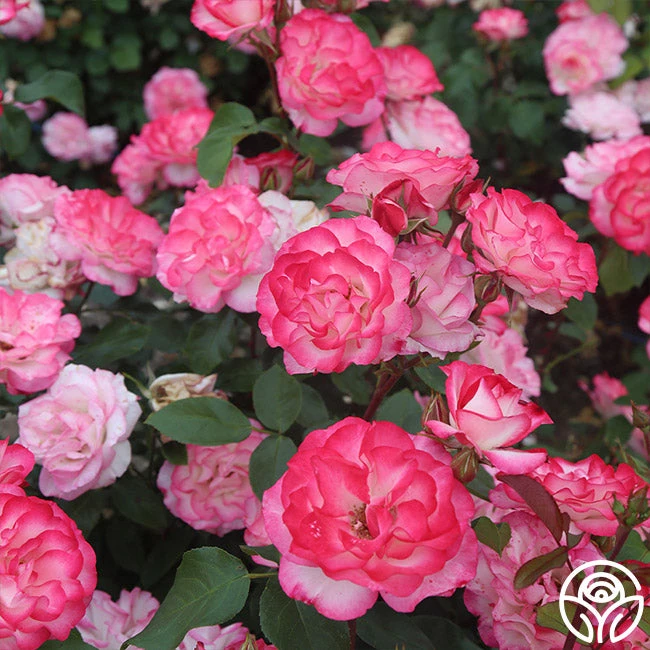 Nicole® 4 Nicole® - Image 2