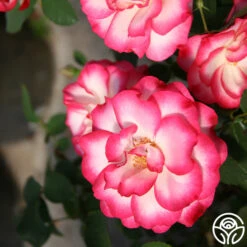 Nicole® 21 Nicole® -Heirloom Roses nicole 4 1 1