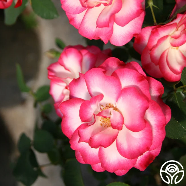 Nicole® 12 Nicole® - Image 10