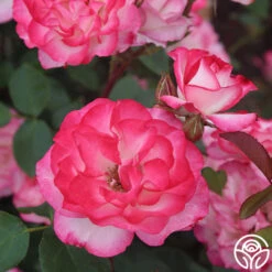 Nicole® 17 Nicole® -Heirloom Roses nicole 5 5