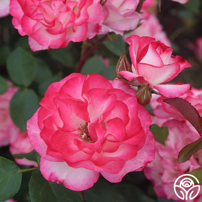 Nicole® 8 Nicole® - Image 6