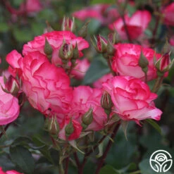 Nicole® 20 Nicole® -Heirloom Roses nicole 6 4