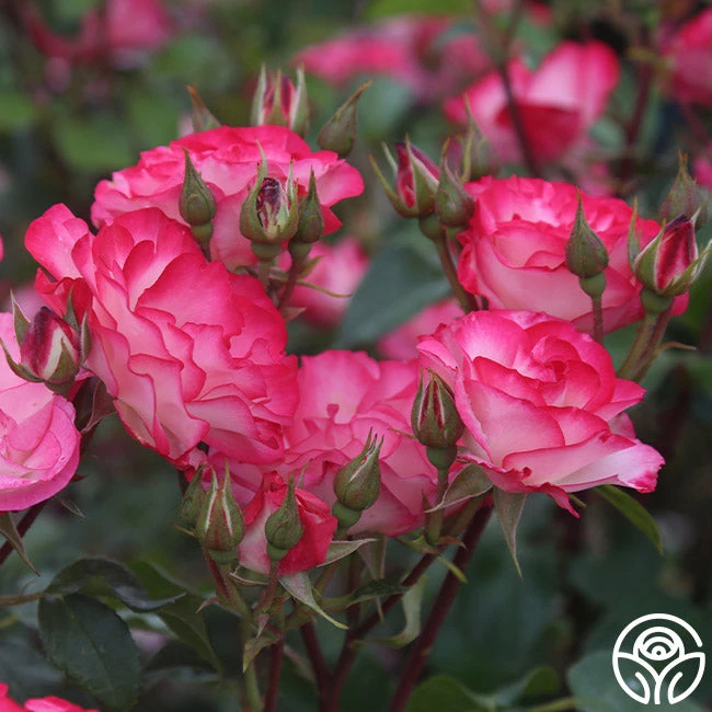 Nicole® 11 Nicole® - Image 9