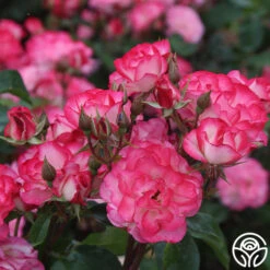 Nicole® 19 Nicole® -Heirloom Roses nicole 7 1