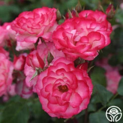 Nicole® 16 Nicole® -Heirloom Roses nicole 8 1