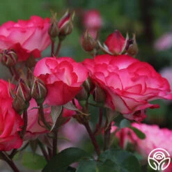 Nicole® 15 Nicole® -Heirloom Roses nicole 9