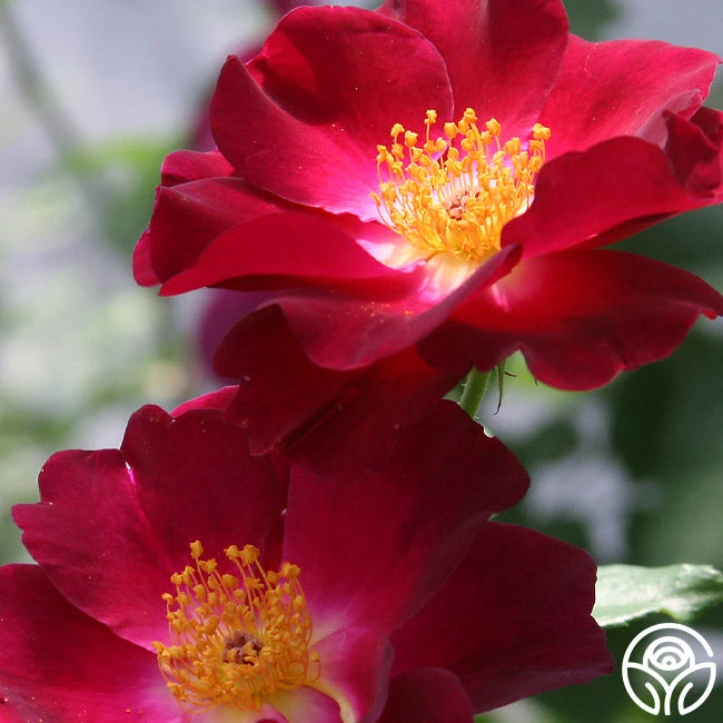 Night Owl™ 4 Night Owl™ - Image 2