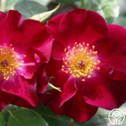 Night Owl™ 9 Night Owl™ -Heirloom Roses night owl logo 02