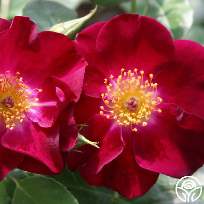 Night Owl™ 6 Night Owl™ - Image 4