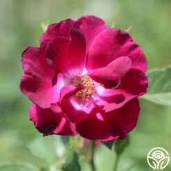 Night Owl™ 8 Night Owl™ -Heirloom Roses night owl logo 04