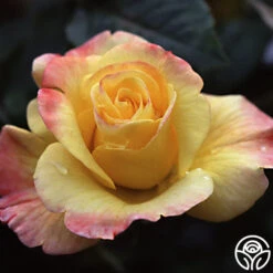 Night Light® 12 Night Light® -Heirloom Roses nightlight logo 01