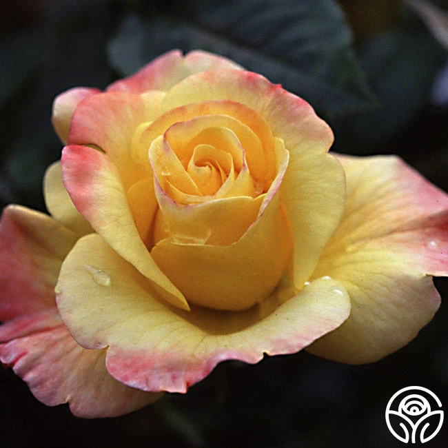 Night Light® 7 Night Light® - Image 5