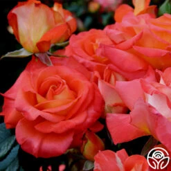 Octoberfest™ -Heirloom Roses octoberfest 4 8