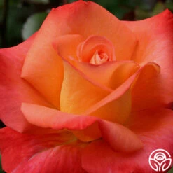 Octoberfest™ -Heirloom Roses octoberfest 5 1 1