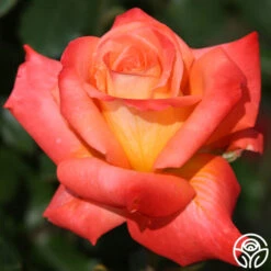 Octoberfest™ -Heirloom Roses octoberfest 6 8