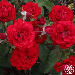 Oh My!™ -Heirloom Roses oh my 1
