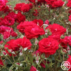 Oh My!™ -Heirloom Roses oh my 3 1