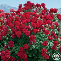 Oh My!™ -Heirloom Roses oh my 6