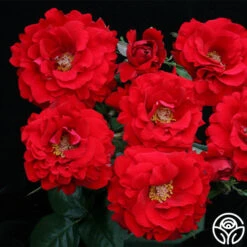 Oh My!™ -Heirloom Roses oh my 7 2