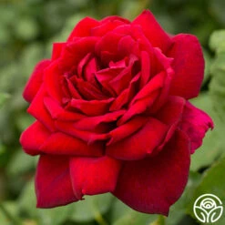 Oklahoma -Heirloom Roses oklahoma 6