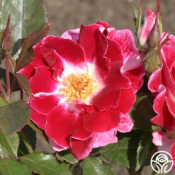 Old Master 8 Old Master -Heirloom Roses old master 1 1