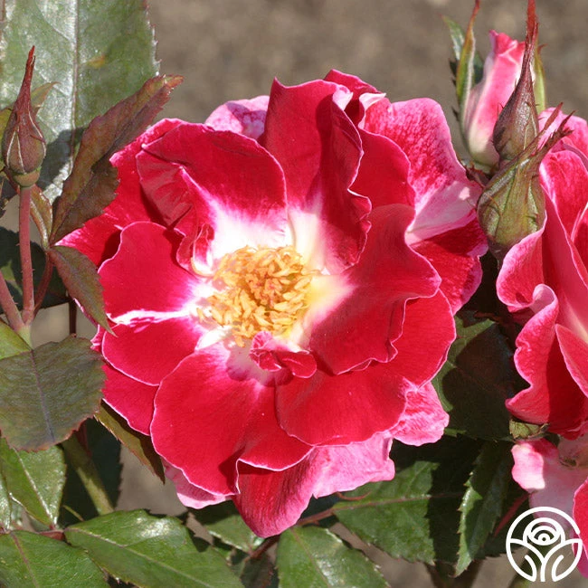 Old Master 4 Old Master - Image 2