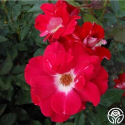 Old Master 11 Old Master -Heirloom Roses old master 2 1