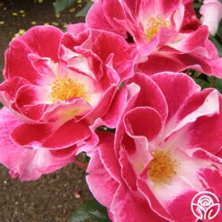 Old Master 10 Old Master -Heirloom Roses old master 7