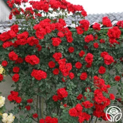 Arborose® Orange Flare™ -Heirloom Roses orange flare logo 03