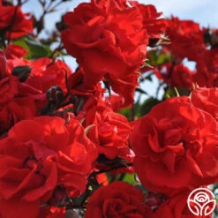 Arborose® Orange Flare™ -Heirloom Roses orange flare logo 04