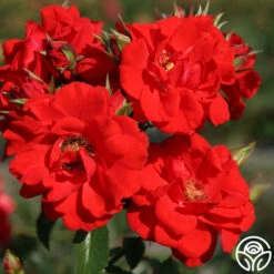 Arborose® Orange Flare™ -Heirloom Roses orange flare logo 05