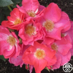 Orange Floorshow -Heirloom Roses orange floorshow 3