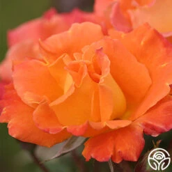 Orange Waves™ -Heirloom Roses orange waves 1