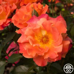 Orange Waves™ -Heirloom Roses orange waves 3 2