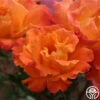Orange Waves™ -Heirloom Roses orange waves 6 2