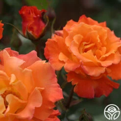 Orange Waves™ -Heirloom Roses orange waves 8