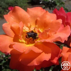 Orange Waves™ -Heirloom Roses orange waves 9