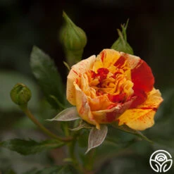 Oranges 'n' Lemons -Heirloom Roses oranges n lemons 18