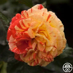 Oranges 'n' Lemons -Heirloom Roses oranges n lemons 1 5