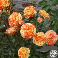 Oranges 'n' Lemons -Heirloom Roses oranges n lemons 2 5