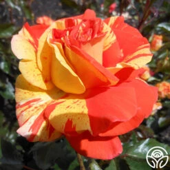 New Release -Heirloom Roses oranges n lemons 3 5