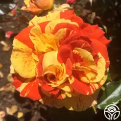 Oranges 'n' Lemons -Heirloom Roses oranges n lemons 6