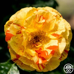 Oranges 'n' Lemons -Heirloom Roses oranges n lemons 8