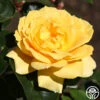 Oregold -Heirloom Roses oregold 2 8