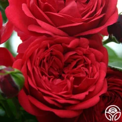 Out Of Rosenheim™ -Heirloom Roses out of rosenheim 3