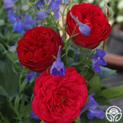 Out Of Rosenheim™ -Heirloom Roses out of rosenheim 5