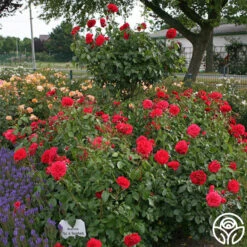 Out Of Rosenheim™ -Heirloom Roses out of rosenheim 6