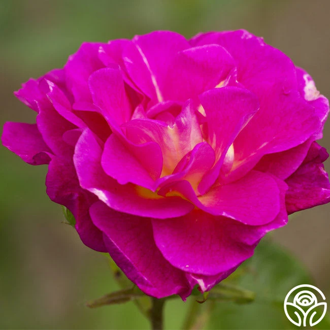 Outta The Blue 9 Outta The Blue - Image 7