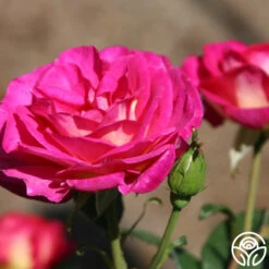 Outta The Blue 17 Outta The Blue -Heirloom Roses outta the blue 3 1 1