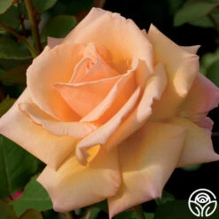 Over The Moon™ 18 Over The Moon™ -Heirloom Roses over the moon 1 8